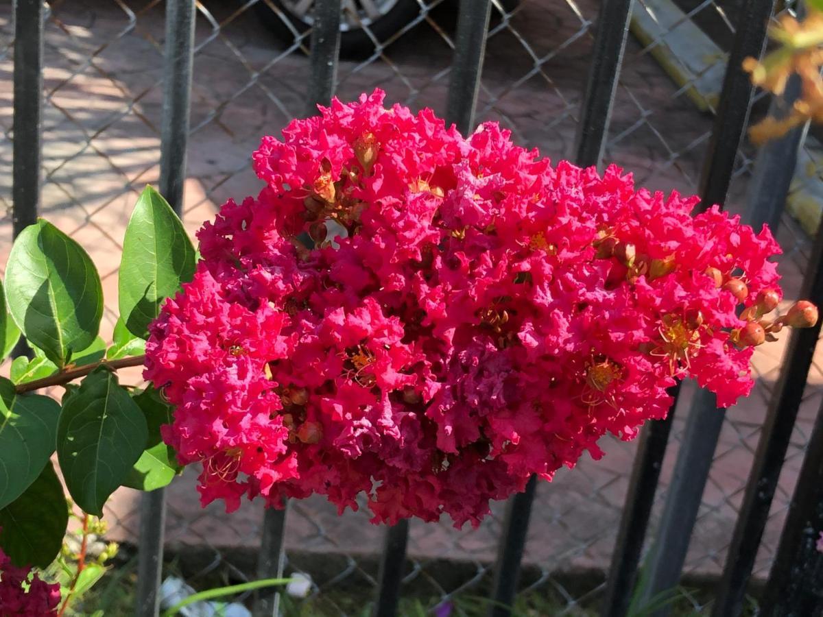 מיאמי Private Room In The Heart Of Calle Ocho מראה חיצוני תמונה
